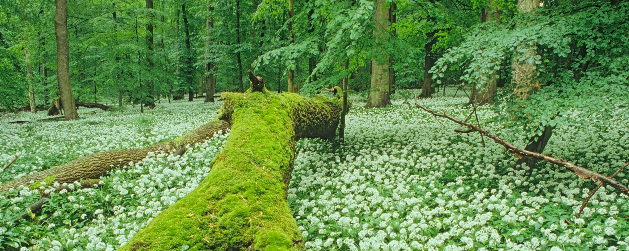 Bärlauch in unberührter Natur © Thomas Stephan