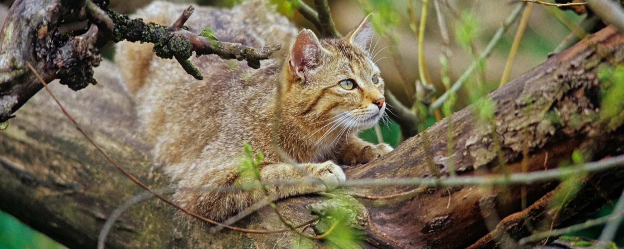 Wildkatzen im Hainich © Thomas Stephan